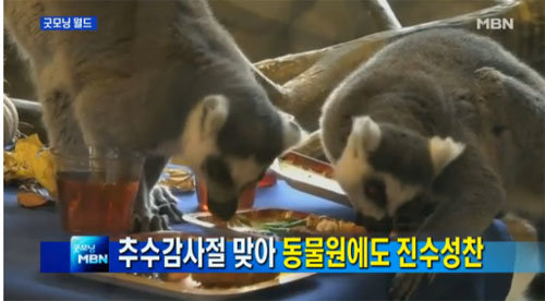 동물들의 추수감사절. 사진 = MBN 뉴스 화면 촬영