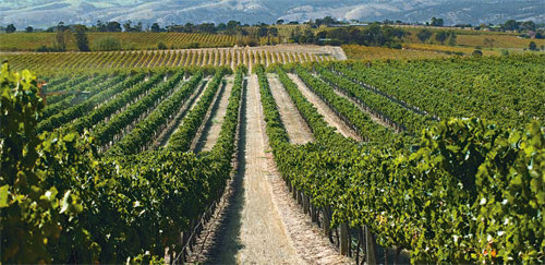 초여름을 맞은 호주 포도밭에서 와인용 포도가 익어 가고 있다. 이 포도는 내년 초 수확되며 와인 제조 공정을 마치는 대로 ‘하디’ 브랜드로 세계 각국에 수출된다. 애컬레이드 제공