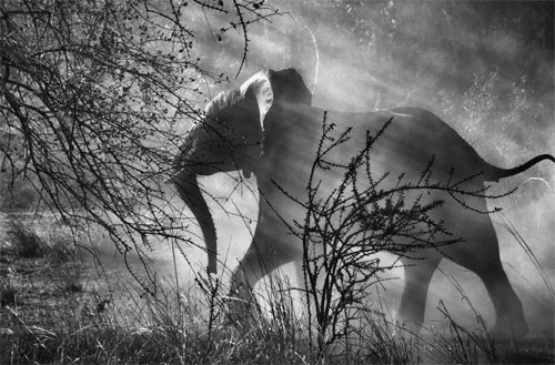 2010년 카푸에 국립공원, 잠비아. ⓒphoto by Sebastiao Salgado / Amazonas images