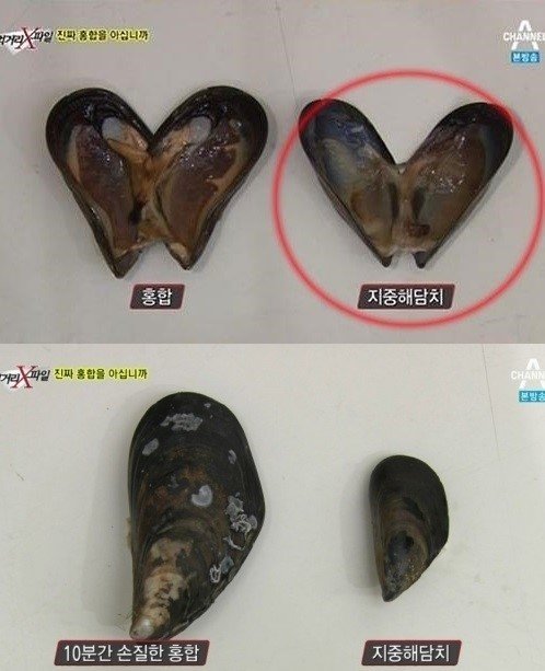 홍합의 효능 (사진=채널A)
