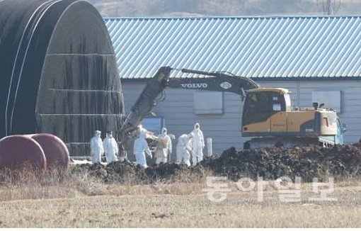 충북 진천 돼지농가 구제역 확진(동아일보DB) 기사 내용과 무관.