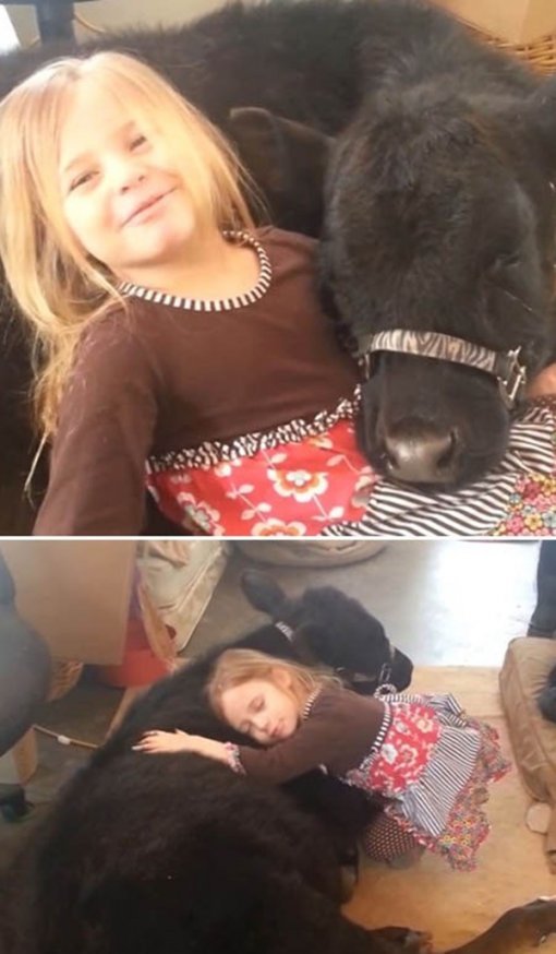 소녀와 송아지의 우정. 사진 = 유튜브 영상 화면 촬영