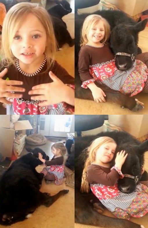 사진=소녀와 송아지의 우정-유튜브 영상 화면 캡쳐