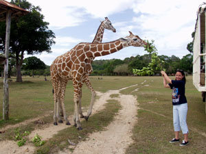 아프리카 기린 멸종 위기 (사진= 동아일보DB)