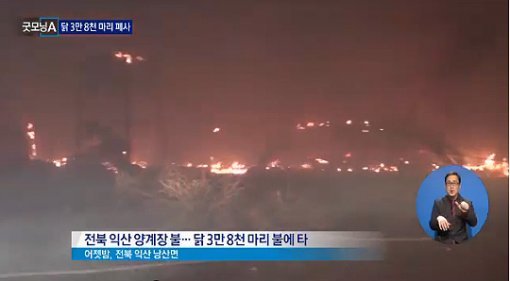 닭 3만 8천 마리 폐사(출처= 채널A)