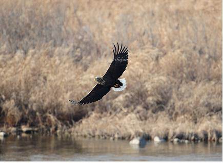 멸종 위기 흰꼬리수리 발견. 사진=동아일보DB 〈해당기사와무관〉