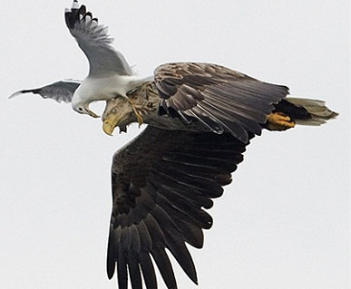 갈매기에게 공격당하는 오른 쪽 새가 멸종 위기 종 흰꼬리수리(출처= 영국 데일리메일)