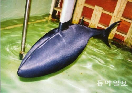 세계 최초의 물고기 로봇인 미국의 ‘로봇튜나’. 사진=동아일보DB〈기사와무관〉