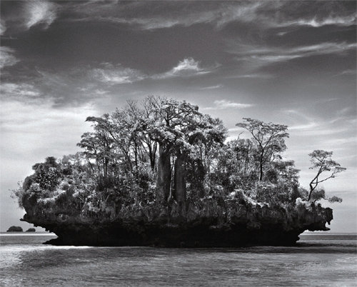 마다가스카르 모람바 만 머시룸 섬 위의 포니바오밥 Fony baobab. Andansonia rubrostipa. 2011촬영