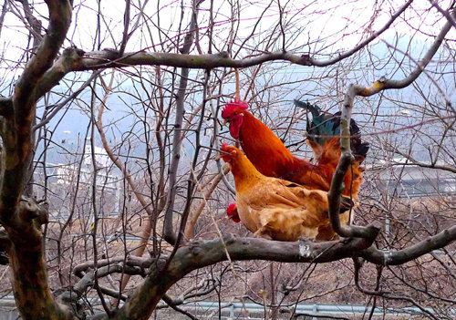 제4회 양계사진공모전에서 장려상을 받은 김정미 씨의 ‘나무 위의 닭’. (사)한국토종닭협회 제공