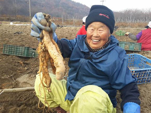 충남 금산군 제원면 명곡리의 지황 재배 밭에서 한 할머니가 환한 웃음을 지으며 지황을 들어 보이고
있다. 제원마을신문 제공
