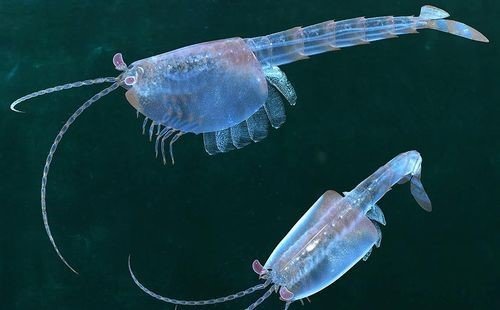 사진=왑티아의 특징