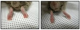 류마티스 관절염에 걸린 쥐는 염증 반응으로 다리가 붓지만(왼쪽)는 신약 후보물질로 치료받은 쥐(오른쪽)는 다리가 붓지 않았다. 연세대 제공