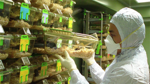 ‘실버 쥐 아파트’ 사람으로 치면 70세가 넘은 ‘노인 쥐’들이 모여 있는 고령동물생육시설 내부. 총 60채의 우리로 이뤄진 아파트 한 동을 균이 없고 스트레스를 최소화하는 상태로 유지하는 데 한 달에 약 500만 원이 들어간다. 한국기초과학지원연구원 제공