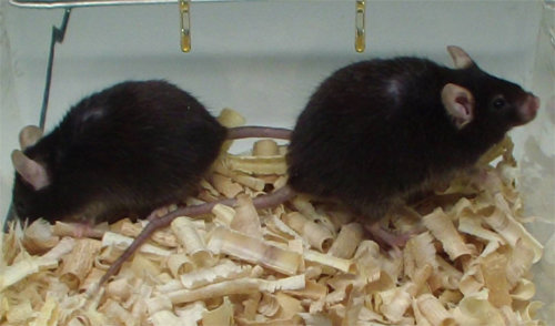 국내 최장수 쥐 국내에서 최장수 기록을 가진 쥐. 태어난 지 32개월 됐으며 사람으로 치면 백수를 누린 셈이다. 한국기초과학지원연구원 제공