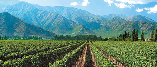 에라주리즈의 와인이 생산되는 아콩카과 밸리의 포도밭.
