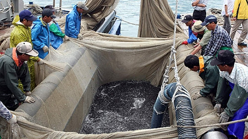 기선선인망협회 소속 어선 100여척은 청정바다인 전남 여수해역부터 완도, 진도, 신안해역에서 싱싱한 멸치를 잡아 신속하게 가공해 품질을 높이고 있다. 기선선인망협회 제공