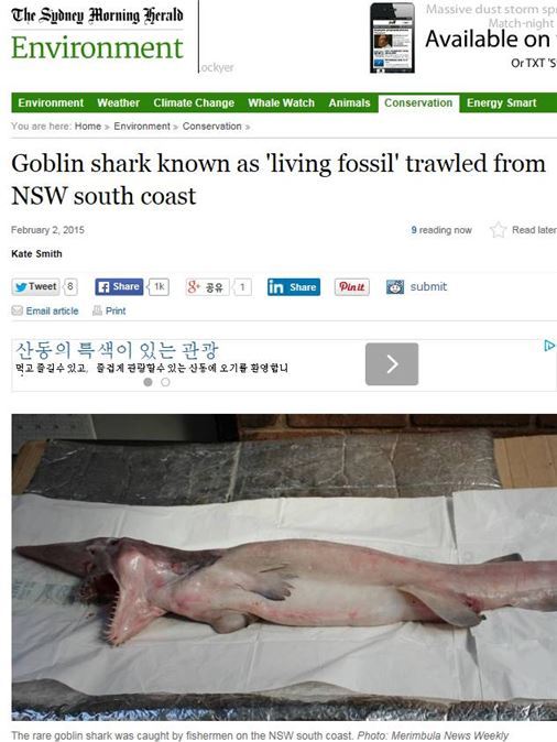 호주 마귀상어