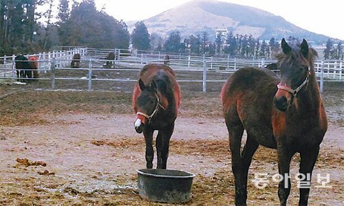 경마장에서 뛰어야할 예비 경주마가 팔리지 않은 채 사료비, 관리비 등이 높아져 목장의 부담을 가중시키고 있다. 임재영 기자 jy788@donga.com