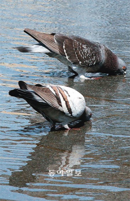 비둘기의 학습법. 사진=동아일보DB