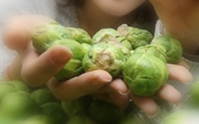 동전 크기 양배추. 사진=동아일보DB
