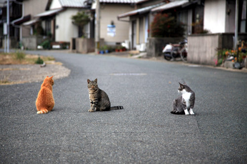 고기잡이 나가 텅 빈 아이노시마 섬마을에선 고양이가 주인행세를 한다. 양지녘에서 털고르기 하던 고양이 세 마리가 나를 보자 따라나오더니 이내 길 한가운데에 앉는다. 놀아달라는 눈치인데 보푼 털끝엔 봄기운이 완연하다.