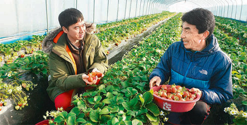 2일 오전 경기 남양주시 운길산로의 한사랑농장에서 김세준 대표(오른쪽)와 임충호 현대백화점 청과 바이어가 백화점에 납품할 딸기를 고르고 있다. 현대백화점 제공