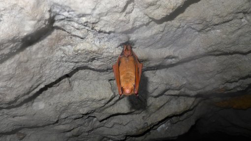 치악산에서 발견된 멸종위기 야생생물 1급 붉은박쥐(황금박쥐).