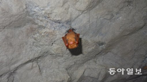 치악산에서 발견된 멸종위기 야생생물 1급 붉은박쥐(황금박쥐).