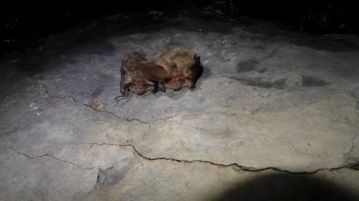 치악산에서 발견된 멸종위기 야생생물 2급 토끼박쥐.