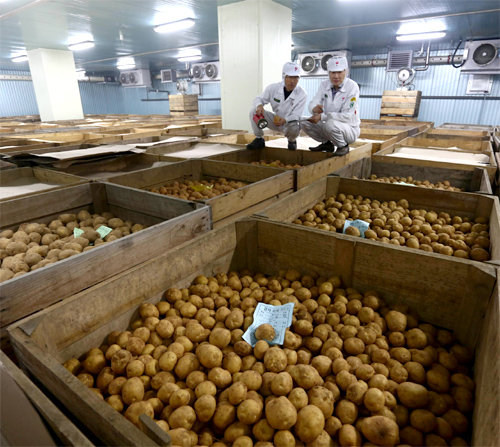 충남 아산시의 농심 공장에서 직원들이 과자 재료로 쓸 감자를 살펴보고 있다. 농심 제공