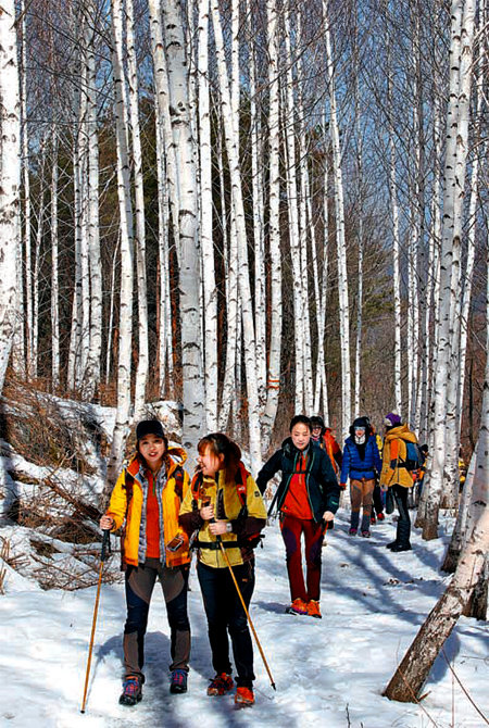 윤석화 씨 일행을 맞은 겨울 자작나무 숲. 자작나무는 높이 20m까지 자란다.