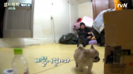 장모치와와 삼시세끼 산체. 사진=tvN 삼시세끼 캡쳐 이미지