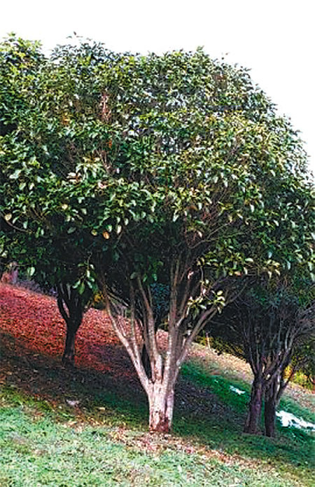 사철 잎이 푸른 상록수인 황칠나무는 따뜻한 전남 해안과 제주에서 자란다. 정병석 씨는 인공조림으로 황칠나무 북방한계선이 전남 화순이나 광주까지 올라왔다고 설명했다. 정병석 황칠연구소 제공