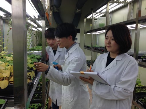 특성화사업단(CK-1) 연구인턴 프로그램에 참가한 경상대 생명과학부 학생들(오른쪽부터 이예린, 강수환, 어윤제)이 대학원 연구현장인 식물생장실에서 생육 상태를 관찰, 기록하고 있다.