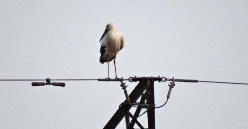 돌아온 황새 봉순이