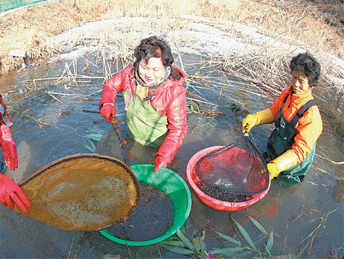 전남 강진군 옴천면 주민들이 다랑논 수초 사이에서 1급수에서만 자라는 민물새우인 토하를 잡고 있다. 강진군 제공