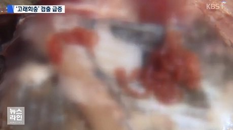 고래회충. 사진=KBS 방송화면 캡쳐