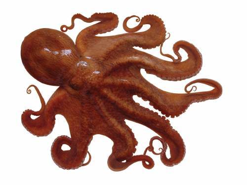 남극바다서 사는 문어. 사진 = 동아DB