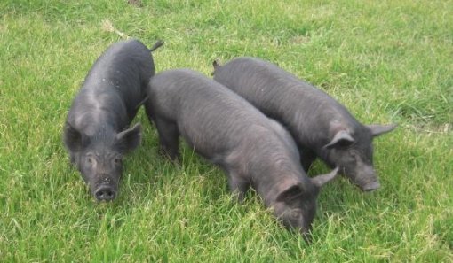 제주흑돼지 천연기념물 지정