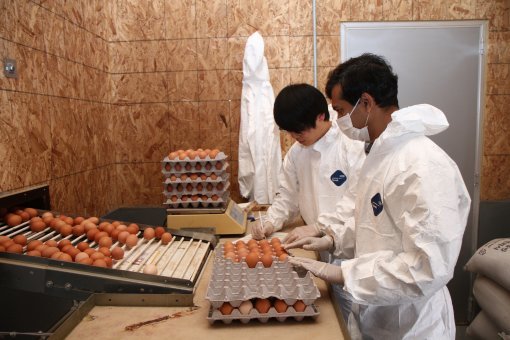 강원대 동물자원과학부 학생들이 학교목장에 설치된 난중 분류기를 이용해 실험용 산란계가 낳은 계란을 무게별로 분류하고 있다.