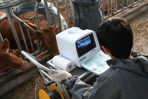강원대 동물자원과학부 학생들이 실험용 한우의 육질 등급을 판정하기 위해 비파괴육질진단기(HS-2000)로 초음파 측정을 하고 있다.