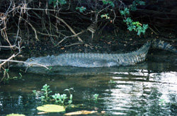 뛰어다니며 사냥하는 고대 악어. 사진=동아일보 DB(해당 사진은 기사와 관련이 없습니다)