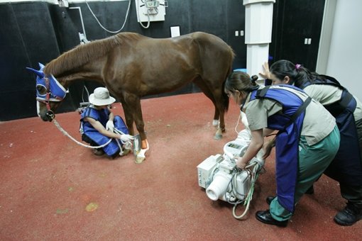 렛츠런파크 서울 동물병원에서 종합건강검진을 받고 있는 경주마. 사진제공｜한국마사회