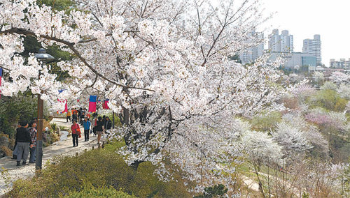 서울의 숨은 벚꽃 명소인 서대문구 안산 벚꽃 데이트의 백미는 산 중턱에 펼쳐진 벚나무 샛길을 걸어보는 것이다. 상춘객들이 지난해 봄 만개한 벚꽃 풍경을 즐기고 있다. 서대문구 제공