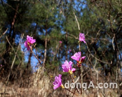 오대산 야생화 개화 (사진제공= 오대산 국립공원 사무소)