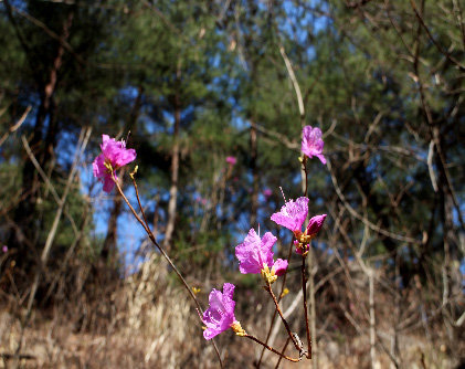 오대산 상원사 계곡의 야생화 개화 (사진제공 오대산 국립공원 사무소)