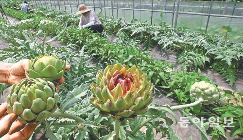 사진=먹는 꽃봉오리 아티초크/동아일보DB