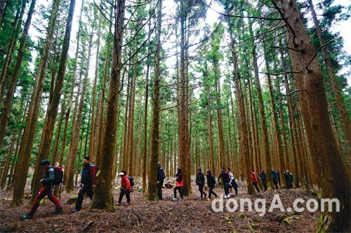 28일 개통한 한라산둘레길 구간인 천아숲길을 탐방객들이 걷고 있다. 하늘을 찌를듯 빽빽이 자란 삼나무가 인상적이다. 임재영 기자 jy788@donga.com