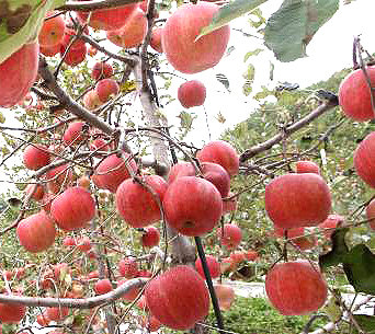 사과 효능. 사진=동아일보 DB